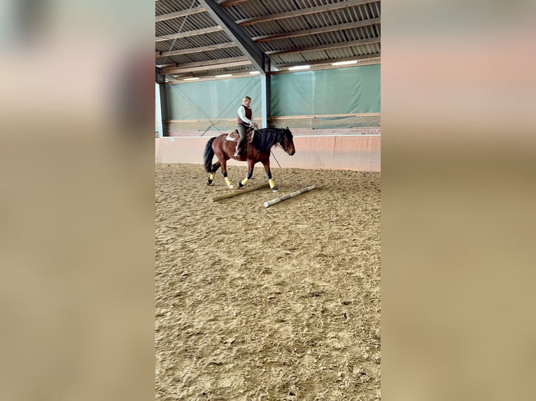 Más caballos de sangre fría Mestizo Caballo castrado 7 años 172 cm Castaño in Mönchengladbach