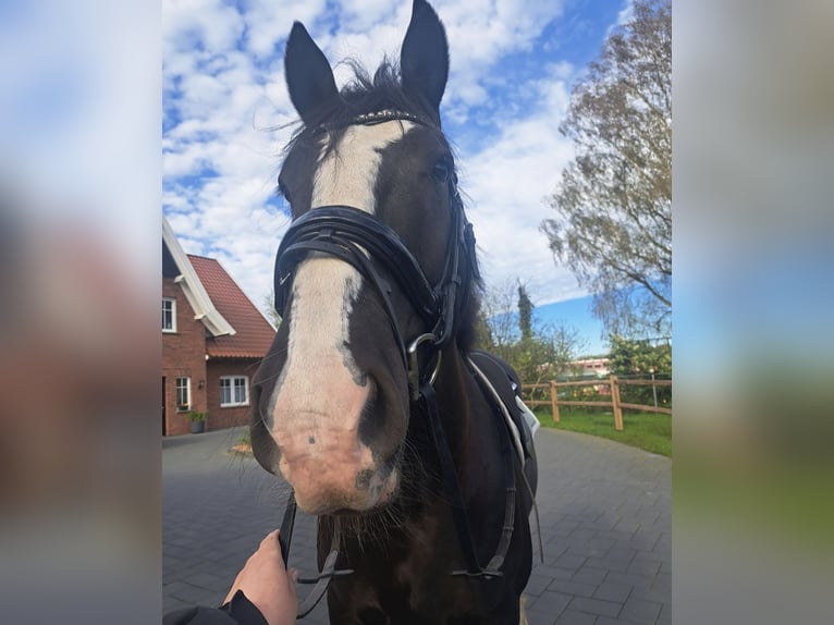 Más caballos de sangre fría Mestizo Caballo castrado 8 años 160 cm Negro in Ahaus