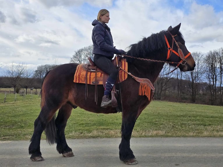 Más caballos de sangre fría Caballo castrado 8 años 163 cm Castaño in Linkenbach