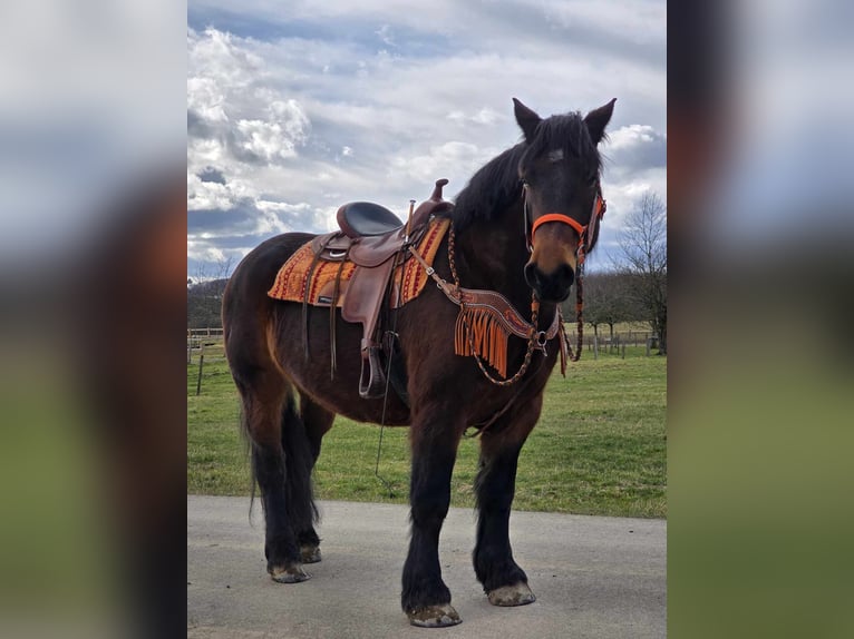 Más caballos de sangre fría Caballo castrado 8 años 163 cm Castaño in Linkenbach