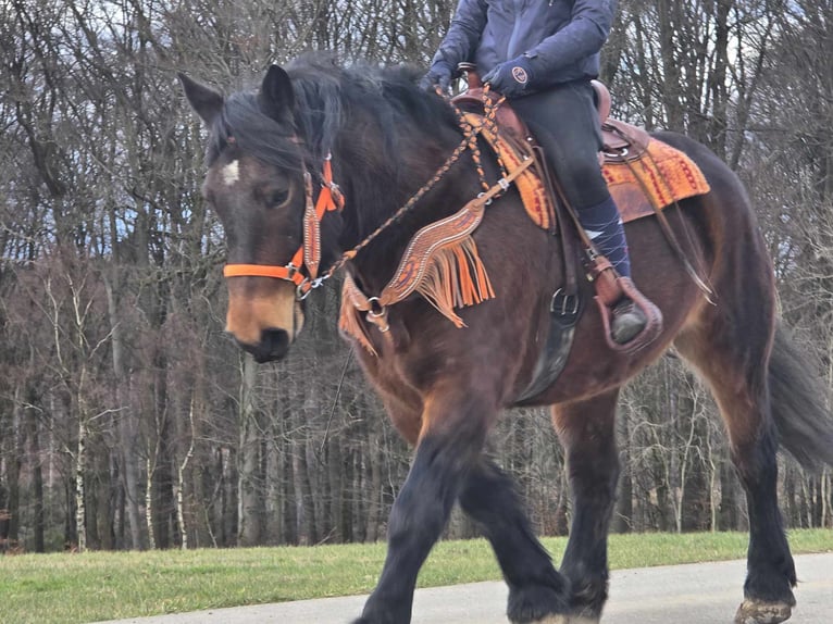 Más caballos de sangre fría Caballo castrado 8 años 163 cm Castaño in Linkenbach