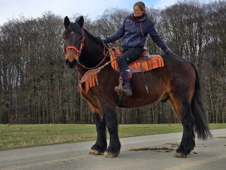 Más caballos de sangre fría Caballo castrado 8 años 163 cm Castaño in Linkenbach