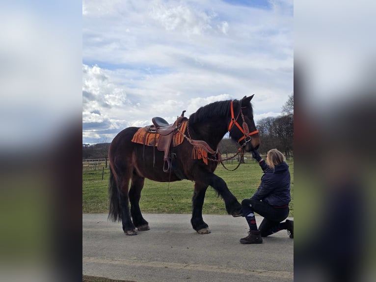 Más caballos de sangre fría Caballo castrado 8 años 163 cm Castaño in Linkenbach