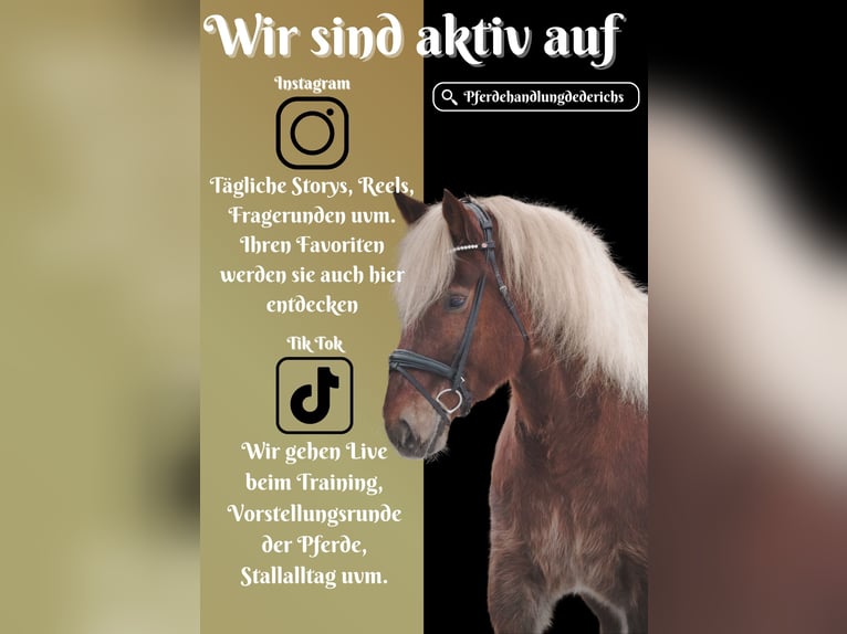 Más caballos de sangre fría Caballo castrado 8 años 170 cm Alazán in Nettersheim