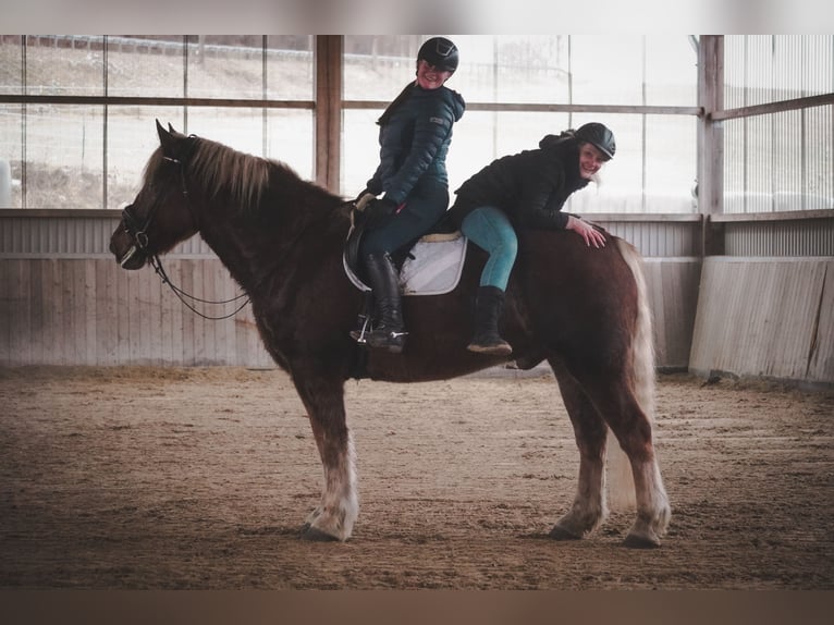 Más caballos de sangre fría Caballo castrado 8 años 170 cm Alazán in Nettersheim