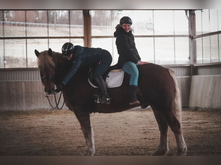 Más caballos de sangre fría Caballo castrado 8 años 170 cm Alazán in Nettersheim