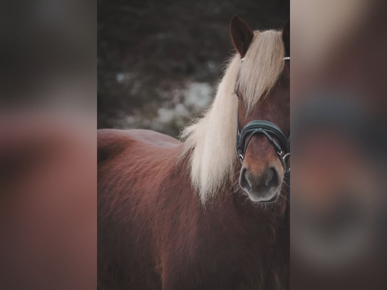 Más caballos de sangre fría Caballo castrado 8 años 170 cm Alazán in Nettersheim