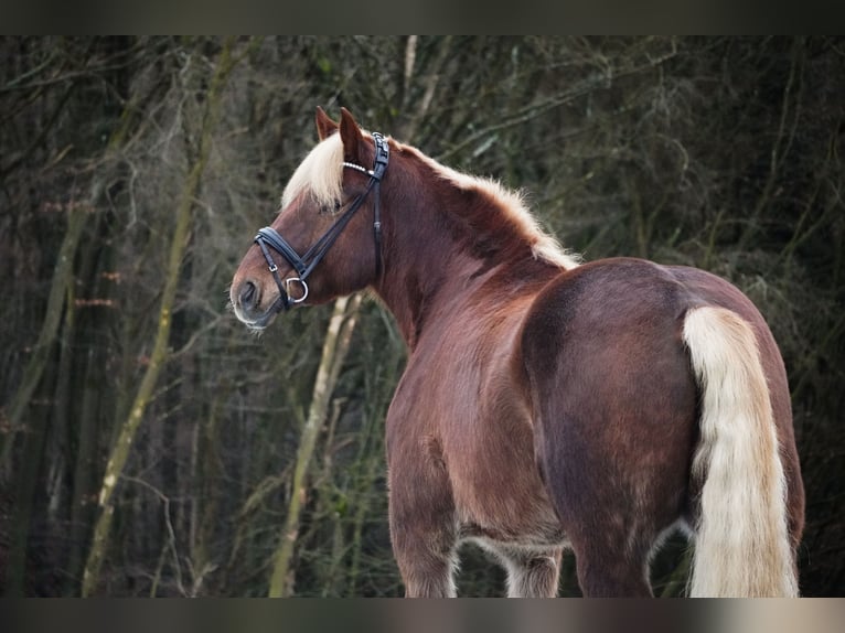 Más caballos de sangre fría Caballo castrado 8 años 170 cm Alazán in Nettersheim