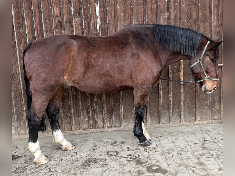Más caballos de sangre fría Caballo castrado 8 años 170 cm Castaño in RiedhausenRiedhausen