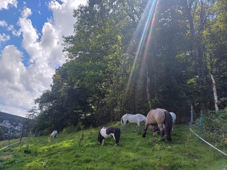 Más caballos de sangre fría Caballo castrado 8 años in Lützelbach