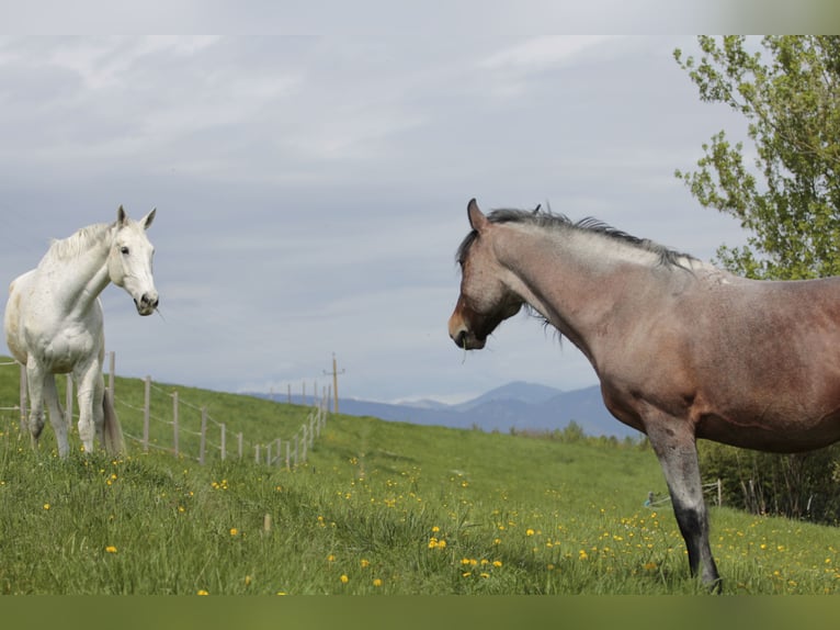 Más caballos de sangre fría Mestizo Caballo castrado 9 años 163 cm Castaño-ruano in Nestelbach bei Graz