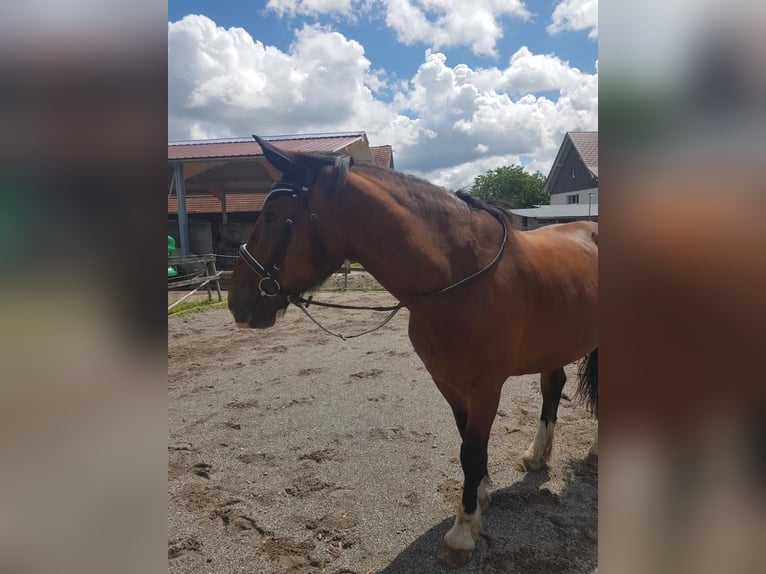 Más caballos de sangre fría Caballo castrado 9 años 172 cm Castaño in Riedhausen