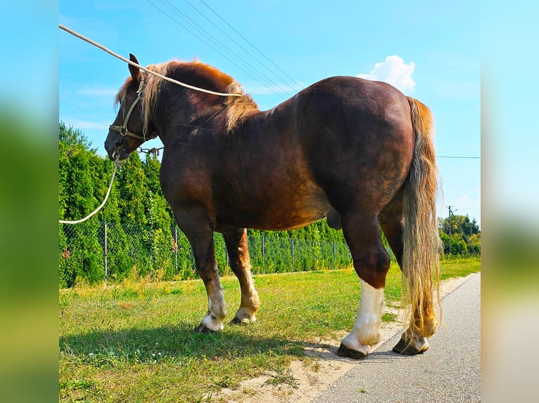 Más caballos de sangre fría Semental 14 años 165 cm Alazán in Sierskowola