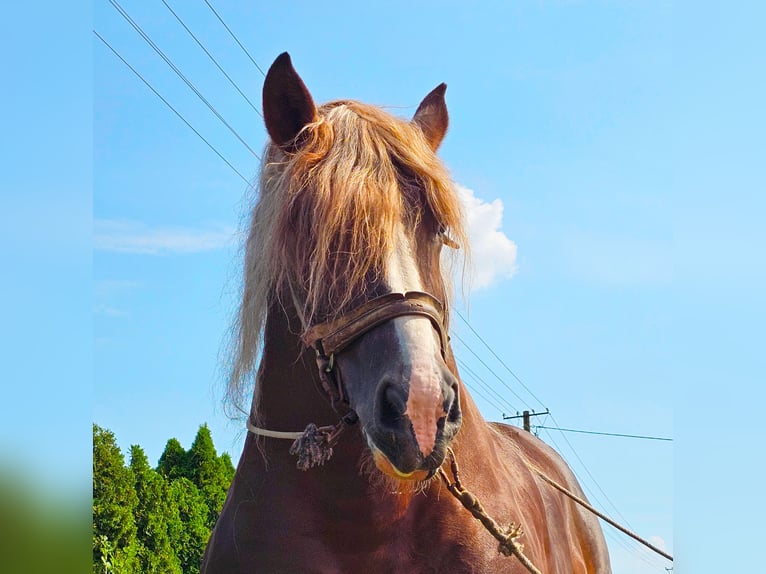 Más caballos de sangre fría Semental 14 años 165 cm Alazán in Sierskowola