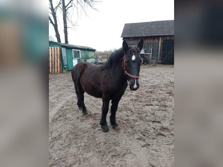 Más caballos de sangre fría Semental 1 año Negro in Chobot