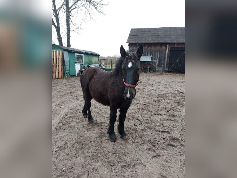 Más caballos de sangre fría Semental 1 año Negro in Chobot