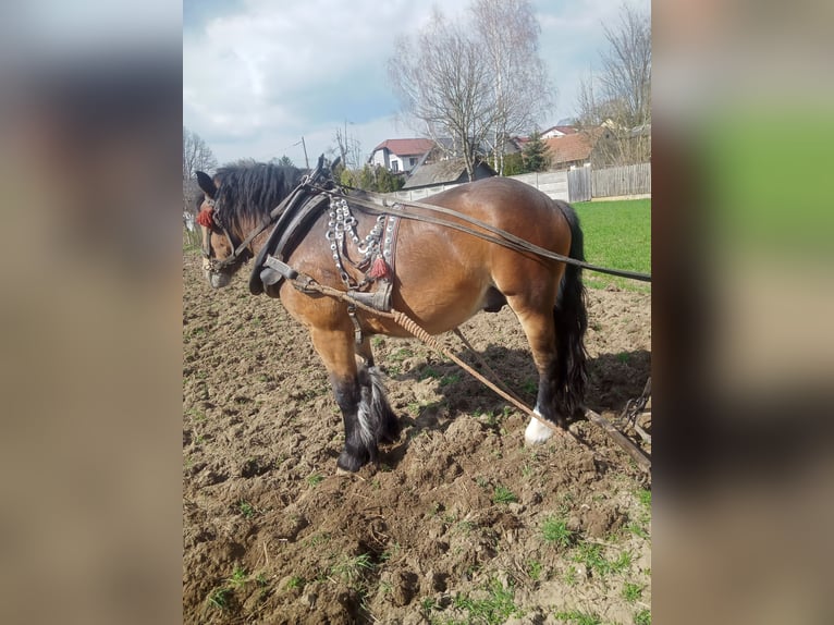 Más caballos de sangre fría Semental 2 años 154 cm Castaño in Kostomłoty pierwsze