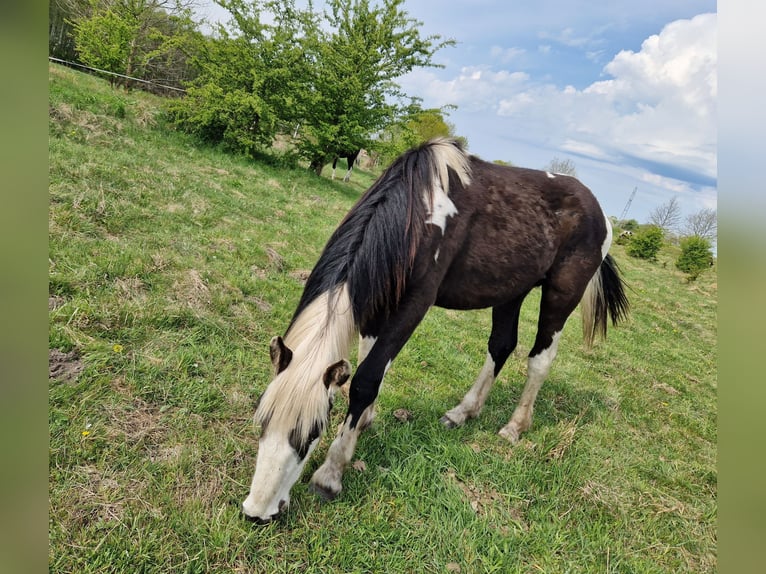Más caballos de sangre fría Mestizo Semental 2 años 155 cm Pío in Grzybowo