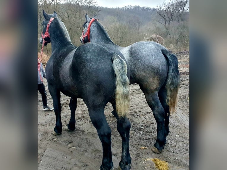 Más caballos de sangre fría Semental 3 años 170 cm Tordo in Budapest