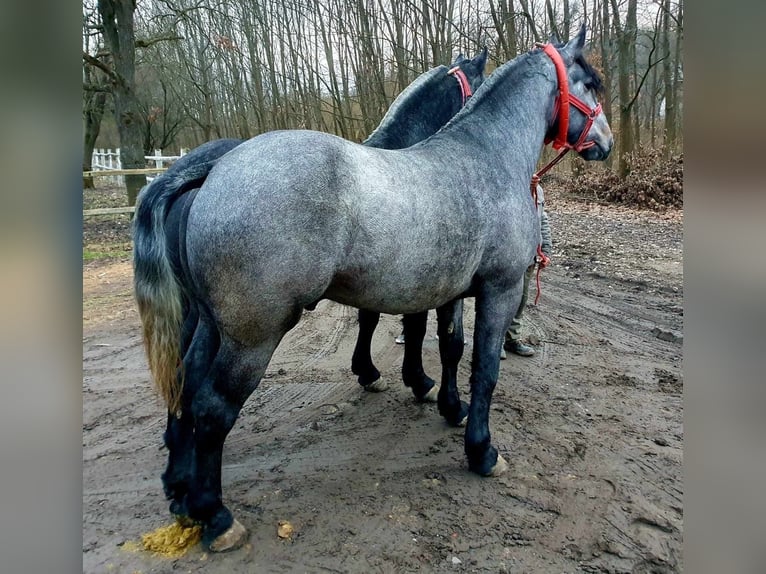 Más caballos de sangre fría Semental 3 años 170 cm Tordo in Budapest