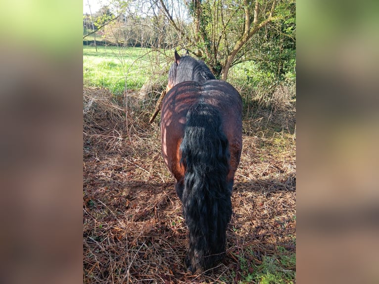 Más caballos de sangre fría Semental 9 años Castaño oscuro in Grado