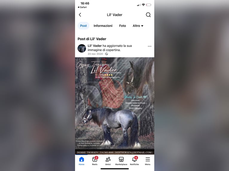 Más caballos de sangre fría Semental Ruano azulado in TriesteTrieste