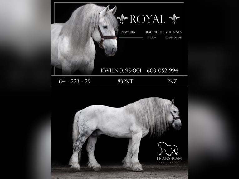 Más caballos de sangre fría Semental Tordo in Kwilno