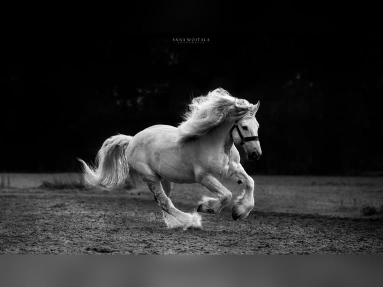 Más caballos de sangre fría Semental Tordo in Kwilno