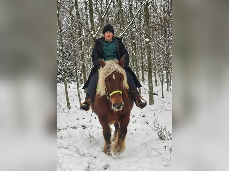 Más caballos de sangre fría Yegua 10 años 155 cm Alazán in Linkenbach
