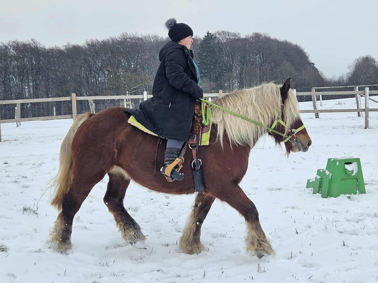 Más caballos de sangre fría Yegua 10 años 155 cm Alazán in Linkenbach