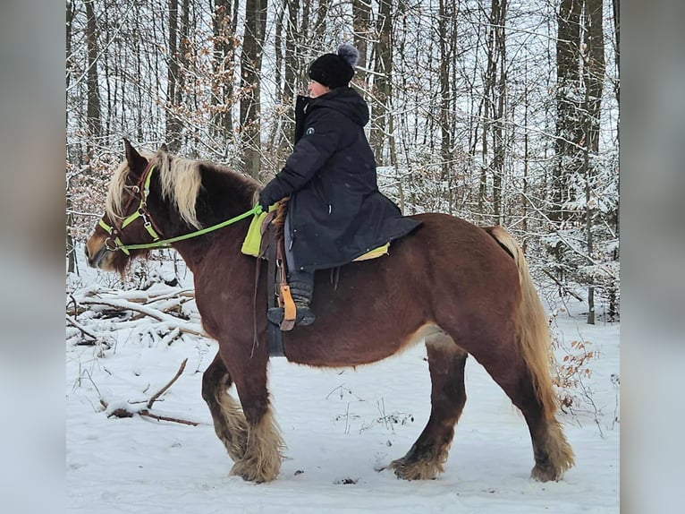 Más caballos de sangre fría Yegua 10 años 155 cm Alazán in Linkenbach