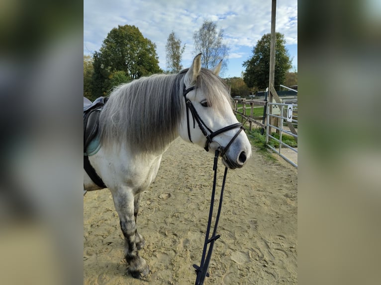 Más caballos de sangre fría Yegua 11 años 152 cm Tordo in Mönchengladbach