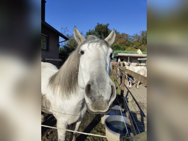 Más caballos de sangre fría Yegua 11 años 152 cm Tordo in Mönchengladbach