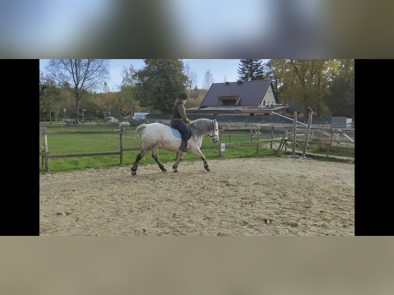 Más caballos de sangre fría Yegua 11 años 152 cm Tordo in Mönchengladbach