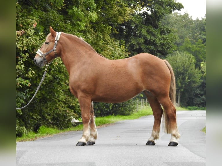 Más caballos de sangre fría Yegua 11 años 155 cm Alazán in Verl