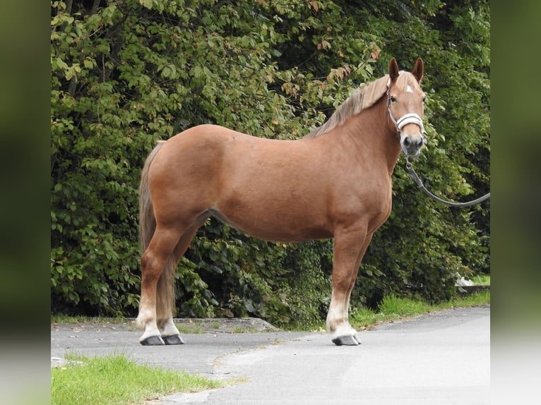 Más caballos de sangre fría Yegua 11 años 155 cm Alazán in Verl