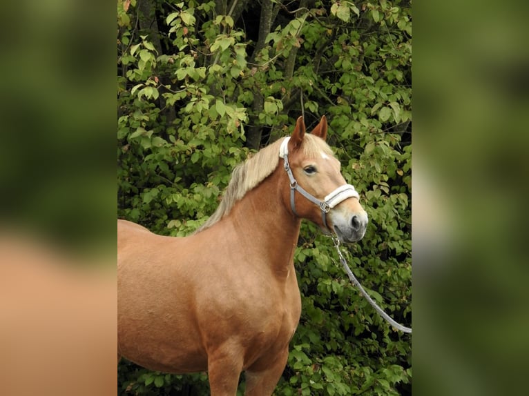 Más caballos de sangre fría Yegua 11 años 155 cm Alazán in Verl