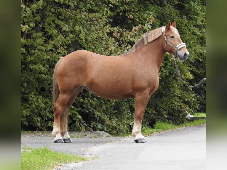 Más caballos de sangre fría Yegua 11 años 155 cm Alazán in Verl