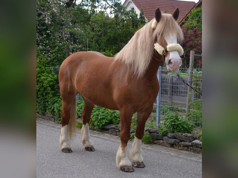 Más caballos de sangre fría Mestizo Yegua 11 años 158 cm Alazán in Bretten