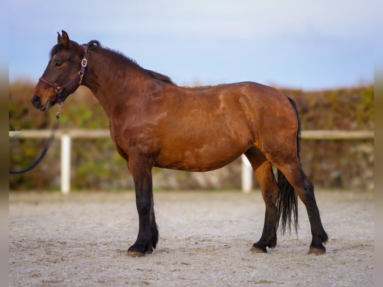 Más caballos de sangre fría Yegua 11 años 160 cm Castaño in Neustadt (Wied)