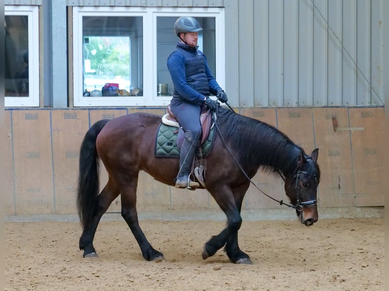 Más caballos de sangre fría Yegua 11 años 160 cm Castaño in Neustadt (Wied)