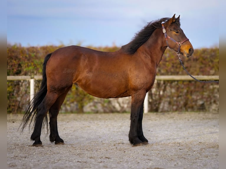 Más caballos de sangre fría Yegua 11 años 160 cm Castaño in Neustadt (Wied)