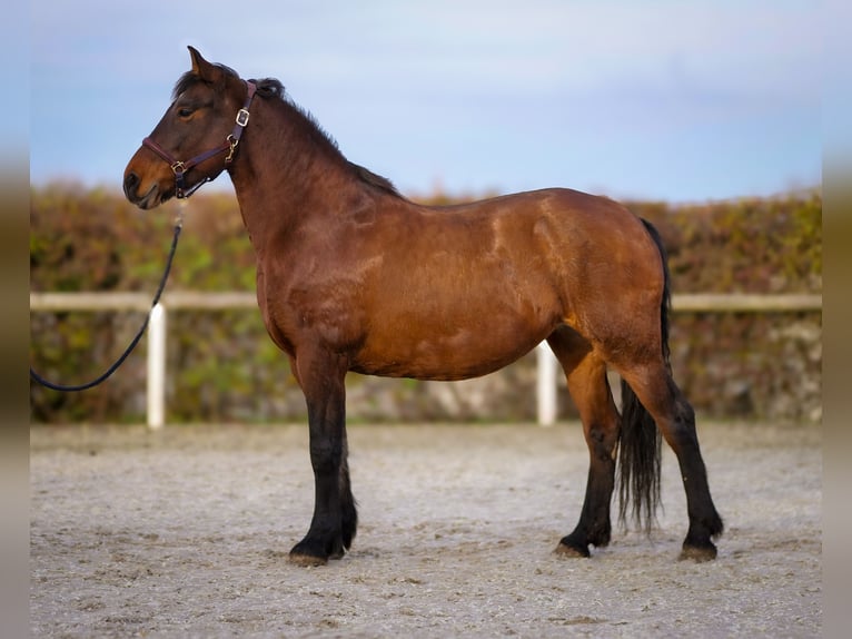 Más caballos de sangre fría Yegua 11 años 160 cm Castaño in Neustadt (Wied)