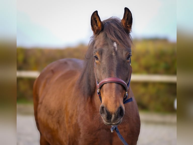 Más caballos de sangre fría Yegua 11 años 160 cm Castaño in Neustadt (Wied)