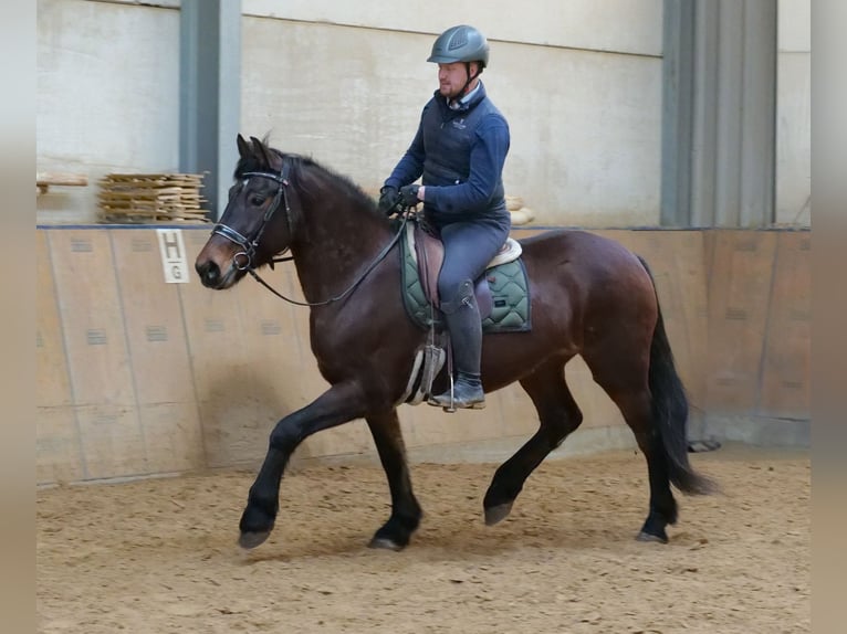 Más caballos de sangre fría Yegua 11 años 160 cm Castaño in Neustadt (Wied)