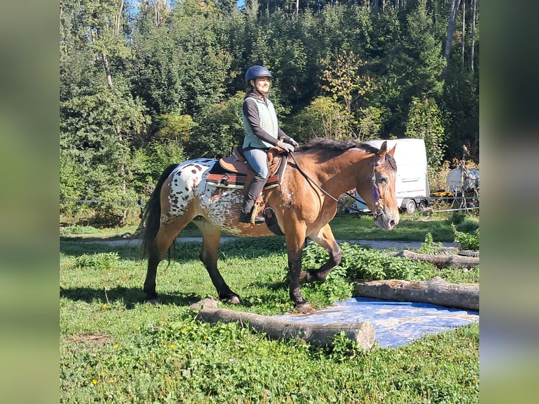 Más caballos de sangre fría Yegua 11 años 163 cm Atigrado/Moteado in Bayerbach