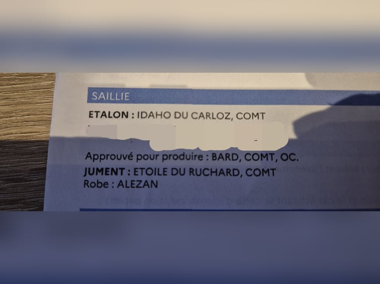 Más caballos de sangre fría Yegua 11 años 168 cm Alazán in Blankenheim