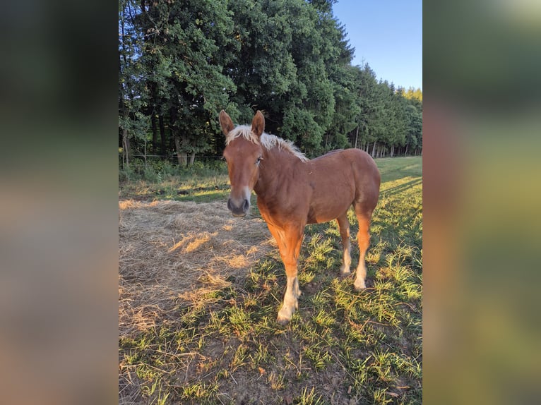 Más caballos de sangre fría Yegua 11 años 168 cm Alazán in Blankenheim