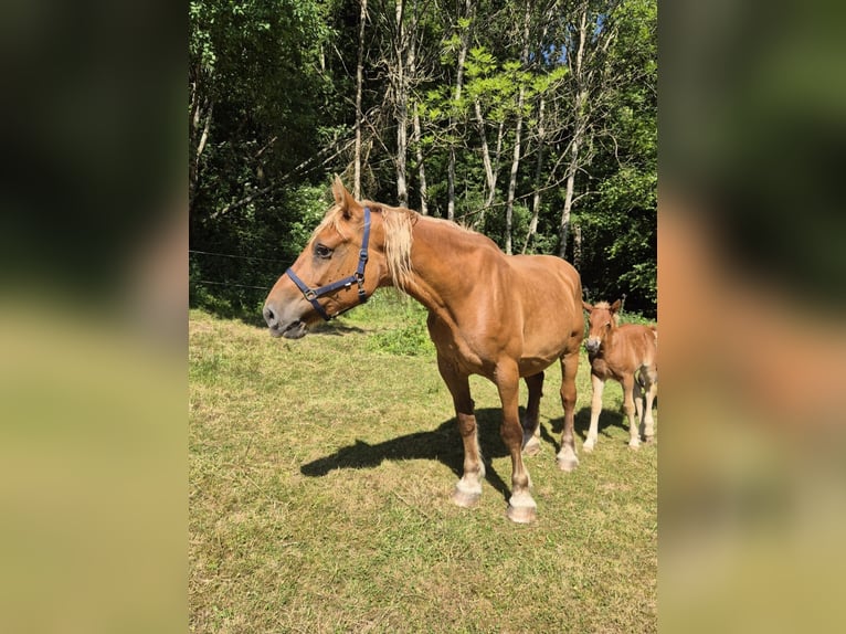 Más caballos de sangre fría Yegua 11 años 168 cm Alazán in Blankenheim
