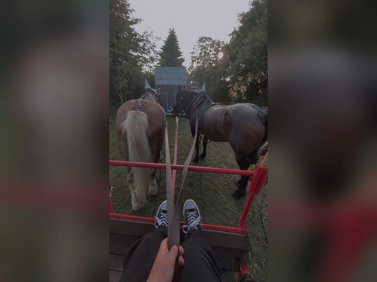 Más caballos de sangre fría Mestizo Yegua 11 años Musgo marrón in Kaltohmfeld